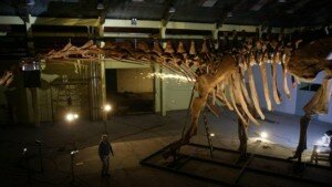 titanosaurus_640x360_bbc_nocredit